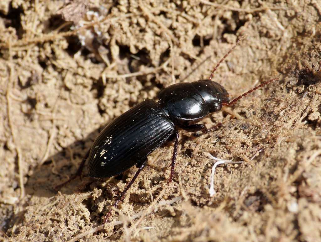 Acinopus megacephalus - Tolfa (RM)